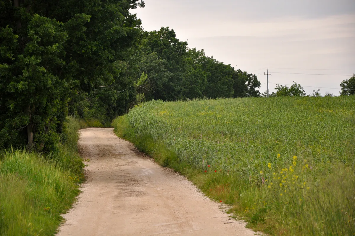 La strada delle pecore